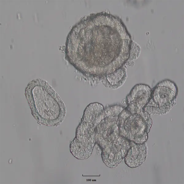 Porcine cecum derived organoids